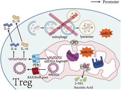 Mitochondrial-regulated Tregs: potential therapeutic targets for autoimmune diseases of the central nervous system